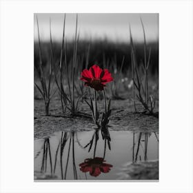 Red Flower In Puddle Canvas Print