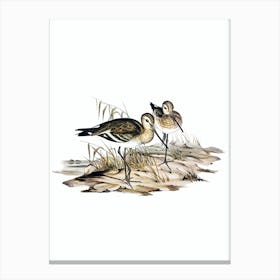 Vintage Black Tailed Godwit Bird Illustration on Pure White n.0274 Canvas Print