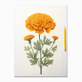 Marigolds Flower Vintage Botanical 3 Canvas Print