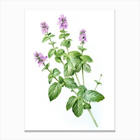 Catnip Vintage Botanical Herbs 0 Canvas Print