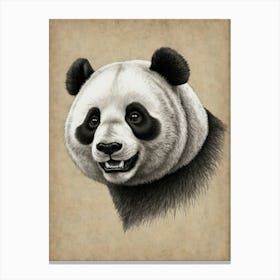 Panda Bear 29 Canvas Print