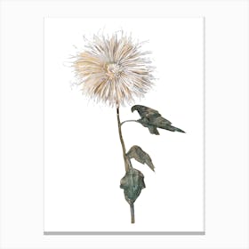 Chrysanthemum Sticker, Flower Illustration, Transparent Background 1 Canvas Print