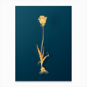 Vintage Chincherinchee Botanical in Gold on Teal Blue Canvas Print