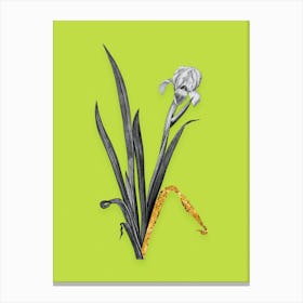 Vintage Crimean Iris Black and White Gold Leaf Floral Art on Chartreuse n.0441 Canvas Print