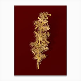 Vintage Kraal Honey Thorn Botanical in Gold on Red n.0087 Canvas Print