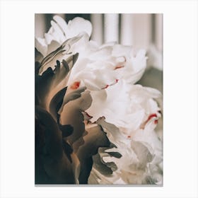 White Peonies Canvas Print