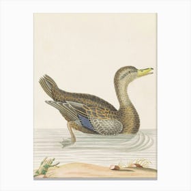 Vintage Mallard Duck 1 Canvas Print