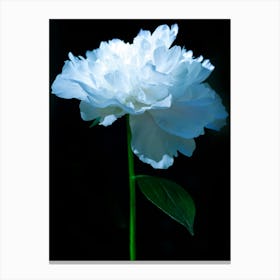 Peonies Flower 3 Botanical Art Print Canvas Print