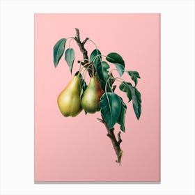 Vintage Lemon Pear Botanical on Soft Pink n.0851 Canvas Print