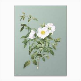 Vintage White Rose of Snow Botanical Art on Mint Green n.0502 Canvas Print