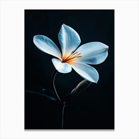 White Flower 9 Canvas Print