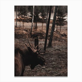 Forest Moose Canvas Print