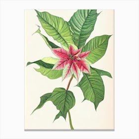 Poinsettia Vintage Botanical 2 Flower Canvas Print