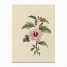 Hibiscus 35 Canvas Print