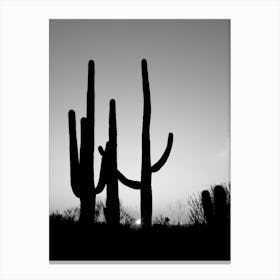 Saguaro Cactus Near Tucson, Arizona Canvas Print