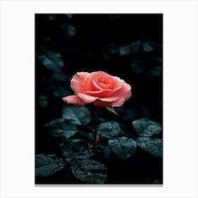 Pink Rose 10 Canvas Print