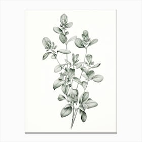 Oregano Vintage Botanical Herbs 3 Canvas Print