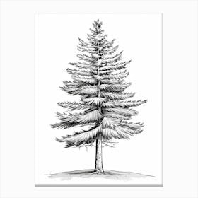 Spruce Tree Minimalistic Drawing 1 Canvas Print