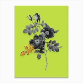 Vintage Austrian Briar Rose Black and White Gold Leaf Floral Art on Chartreuse Canvas Print
