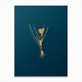 Vintage Ixia Filifolia Botanical in Gold on Teal Blue n.0097 Canvas Print