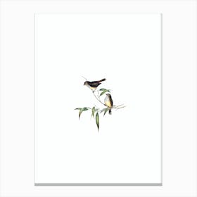 Vintage Little Brown Thornbill Bird Illustration on Pure White n.0216 Canvas Print