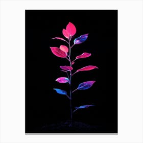 Plant On A Black Background 1 Canvas Print