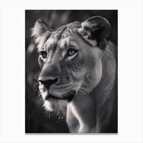 Lion Queen Canvas Print