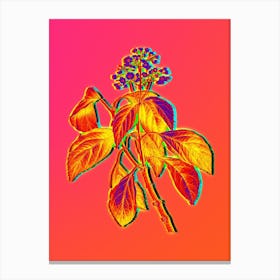 Neon Climbing Hydrangea Botanical in Hot Pink and Electric Blue n.0427 Canvas Print