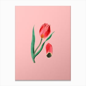 Vintage Sun's Eye Tulip Botanical on Soft Pink n.0084 Canvas Print