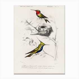 Different Types Of Birds, Charles Dessalines D'Orbigny 13 Canvas Print
