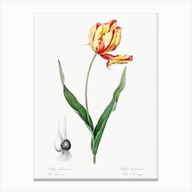 Didier's Tulip Illustration From Les Liliacées, Pierre Joseph Redouté Canvas Print