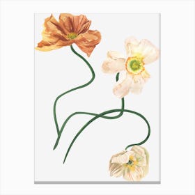 Poppies Canvas Print