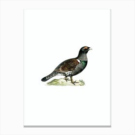 Vintage Western Capercaillie Bird Illustration on Pure White n.0094 Canvas Print