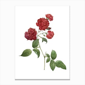 Vintage Red Cabbage Rose in Bloom Botanical Illustration on Pure White Canvas Print