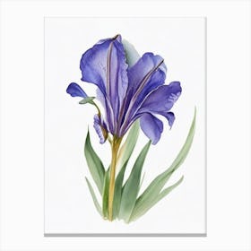 Blue Flag Iris Wildflower Watercolour 1 Canvas Print