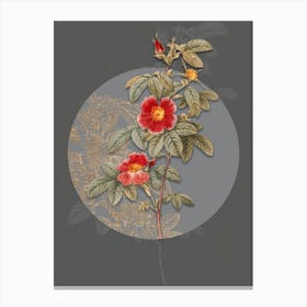 Vintage Botanical Single May Rose on Circle Gray on Gray n.0304 Canvas Print