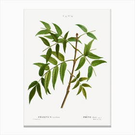 European Ash, Pierre Joseph Redoute Canvas Print