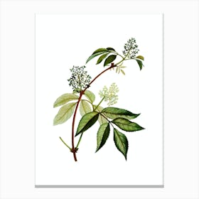 Vintage Red Elderberry Botanical Illustration on Pure White Canvas Print