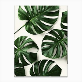 Monstera Leaves 9 Canvas Print