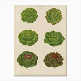 Cabbages Canvas Print