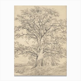 Large Oak Tree Sketch Canvas Print