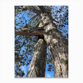 Pine Tree Canvas Print