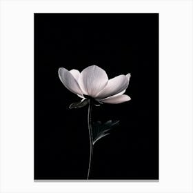 White Flower 20 Canvas Print