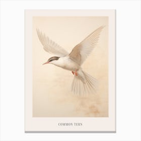 Vintage Bird Drawing Common Tern 2 Poster Canvas Print