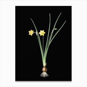 Vintage Daffodil Botanical Illustration on Solid Black n.0375 Canvas Print