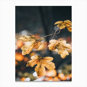 Autumn Leaves Canvas Print