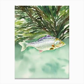 Mulloway II Storybook Watercolour Canvas Print