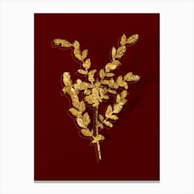 Vintage Creeping Willow Botanical in Gold on Red n.0354 Canvas Print