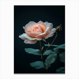 Peach Rose 12 Canvas Print