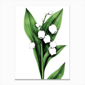 Lily Of The Valley 20 Canvas Print